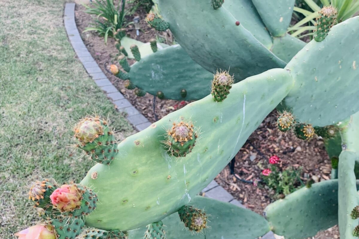 My Mexican Nopal